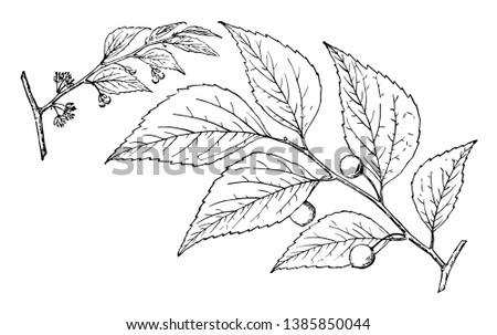 This is small branch of Common Hackberry tree. Fruits grows at the end of leaf. In another image of branch, flowers seen there, vintage line drawing or engraving illustration. Royalty-Free Stock Photo #1385850044