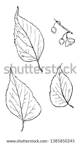Leaves of Hackberry tree. These leaves resemble those of nettles and found in both tropical and temperate regions, vintage line drawing or engraving illustration. Royalty-Free Stock Photo #1385850245