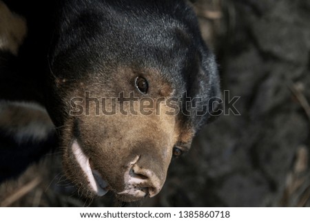 Close up of a wild black bear's face