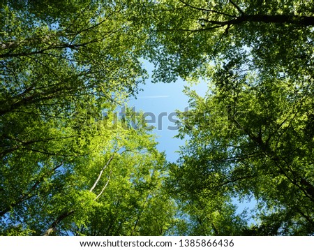 Treetops of beech trees in spring, with airplane in the blue sky. Blue sky in the middle of the picture.