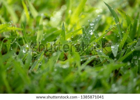Morning dew soaked the fresh green grass that was exposed to the orange morning sun