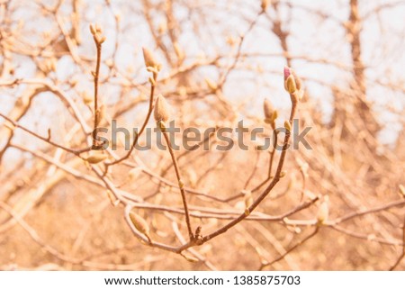 Buds, flowers, flowering tree, spring, floral background, screen saver, vacation, season, morning, sunny day, garden, paradise, nature, meditation, soul, world of flowers, magnolia, blooming magnolia