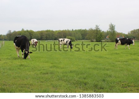 Dutch cows in a beautiful green spring meadow with forest edge.