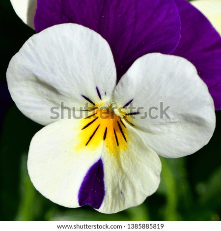 Viola tricolor, also known as Johnny Jump up