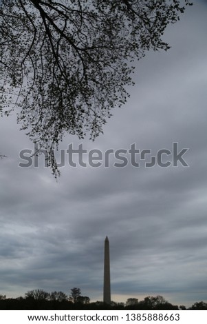 WASHINGTON MONUMENT, Washington DC, Cherry Blossom, Spring
