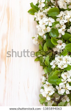 Close-up photo of Beautiful white Flowering pear Tree branches . Wedding, engagement or betrothal concept on white background. Top view, greating card.