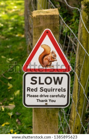 Red triangle sign warning motorists of the presence Red Squirrels