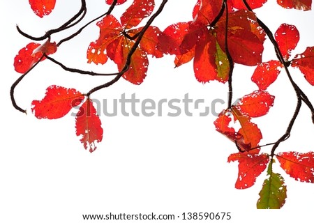 Red leaves on a white background.