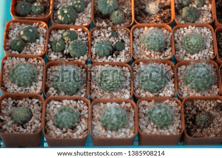  cactus plants in pots
