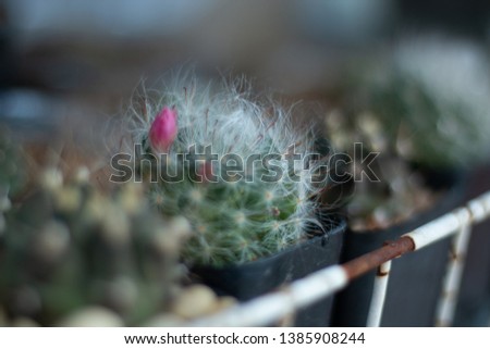  cactus plants in pots