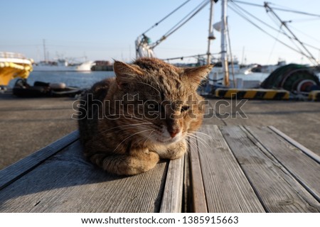 A Cat at Choshi port, Japan