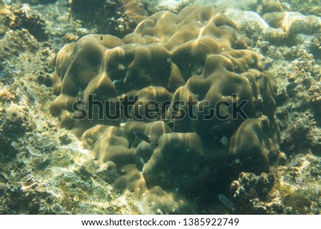 Coral under the sea.Thai sea