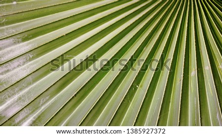 Palm tree leaf texture and background. Nature leaf use for background. 