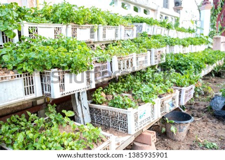 Green watercress, Fresh organic plant vegetables, vegetable garden