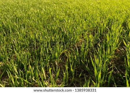 Sunny field of bright green fresh plants. Ecological agriculture concept. 