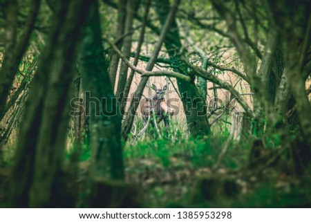 Deer looking back in a forest clearing in the early spring