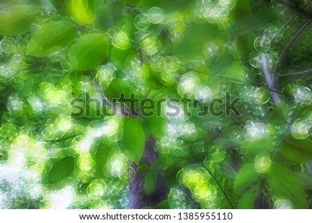 Blur backdrop natural tree green leaves abstract background