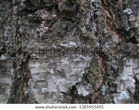 Background of white birch tree bark
