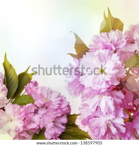 pink sakura flowers close up and light bokeh