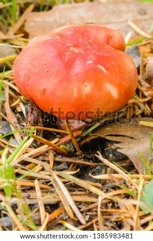 Orange bolete mushroom toadstool on a forest floor
