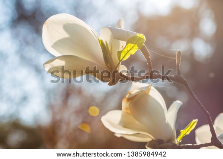 A branch of a blossoming Magnolia denudata with beautiful white flowers in the South Park in early spring