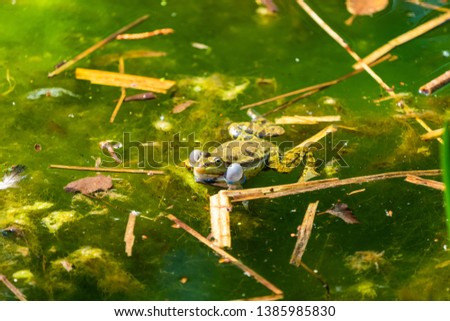 Marsh frog (Pelophylax ridibundus) sitting in a pond croaking with inflated vocal sacs - closeup with selective focus