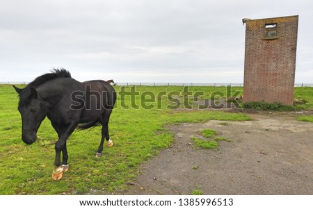 Black horse in a field with red bricked structure overlooking Port Beach, County Louth.