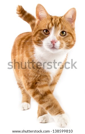 red male cat, walking towards camera, isolated in white