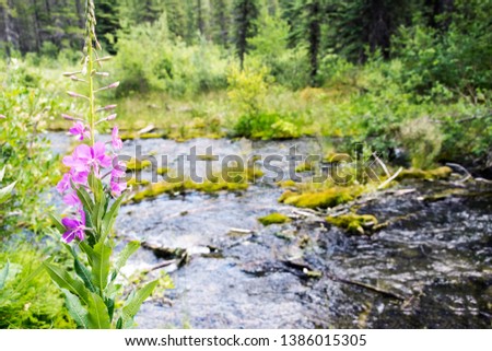 Picture of fireweed (Chamaenerion) near small river in Kananaskis, Alberta, Canada.