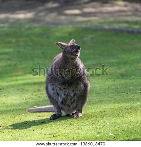 Kangaroo yawning, funny animal standing on the grass
