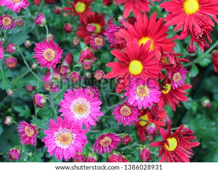 Beautiful pink and red chrysanthemum flowers close up as background picture 