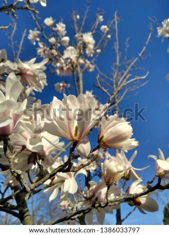 Beautiful, healthy, white spring blossoms