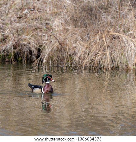 Wood duck swimming in a pond in spring