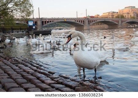 white swan stands on paving stone on riverside on background of flock of swimming white swans and stone bridge. Wild nature in city park