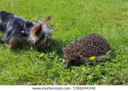 Picture of a frightened hedgehog and a curios dog on a meadow