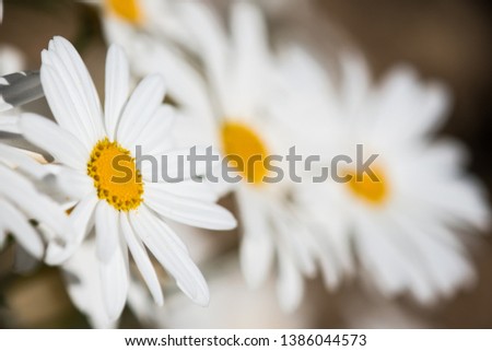 A white daisy with blurred daisies in a background