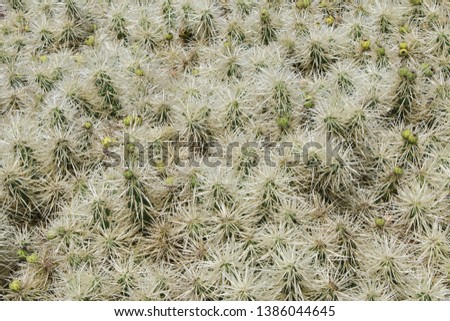 close up full frame color picture of a catus called in Latin Cylindropuntia acanthocarpa, arid cactus with long white spines