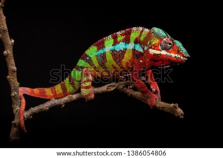 A male panther chameleon (Furcifer pardalis) from the area around Ambilobe, Madagascar
