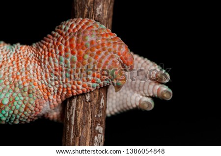 Close-up of the paw of a male panther chameleon (Furcifer pardalis) from the area around Ambilobe, Madagascar