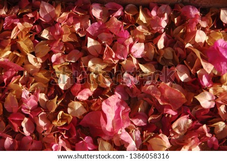 Many small red florets. Hurghada, Egypt. Flowers. Flowers background
