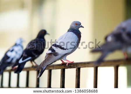 Group of pigeons on a fence in Crete, Greece Royalty-Free Stock Photo #1386058688