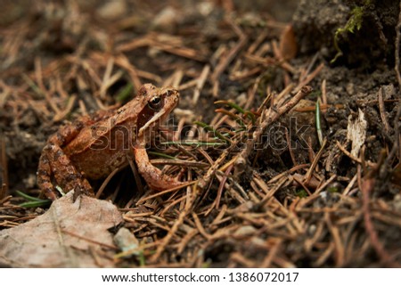 Photo of a brownish orange frog in the natural environment of the mountain forest.