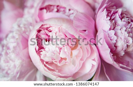 Pink peonies blossom background. Flowers	
