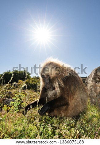 Close up of an adult Gelada monkey (Theropithecus gelada) grazing, Simien mountains, Ethiopia
