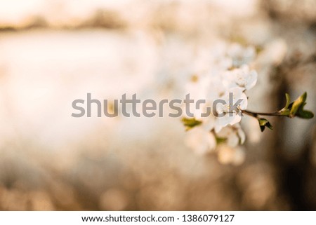 spring flowers, trees bloom in spring, beautiful nature