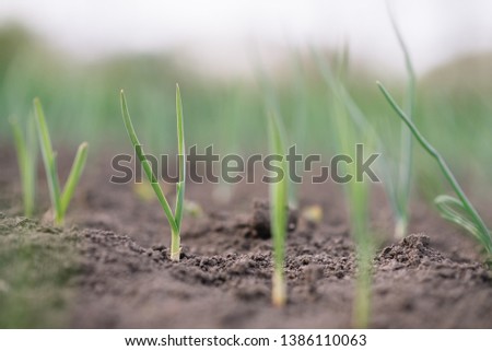 Young spring onion sprout on the field. Organically grown onions with chives in the soil. Organic farming.