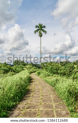 Stone footpath among bright colorful meadows with green grass on the hillside valley at sunny day. Campuhan Ridge Walk, Ubud, Bali, Indonesia.