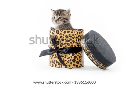 Cute baby tabby kitten in a box  isolated on white background