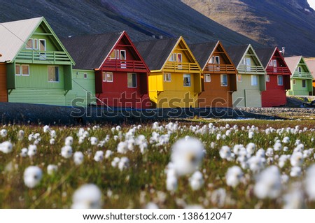 Foreground of arctic flowers and a row of very colorful homes in Longyearbyen, Svalbard, Norway. Royalty-Free Stock Photo #138612047