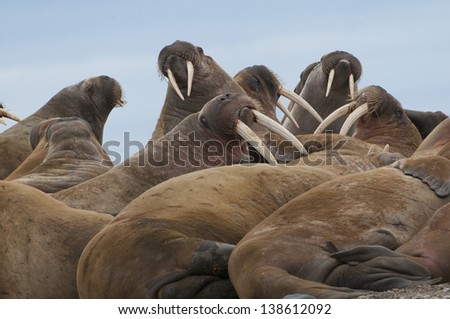 Group of large walrus on the beach in Lagoya, Svalbard, Norway